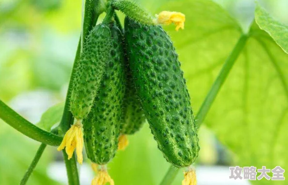 草莓丝瓜黄瓜榴莲秋葵夏日限定果蔬特饮新鲜上市清爽口感等你来尝