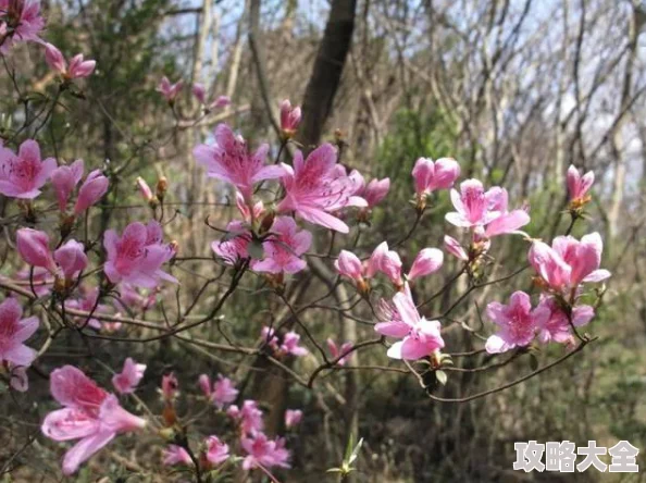 野花日韩免费高清在线观看流畅播放速度快资源丰富